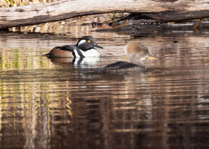 Hooded Mergansers
