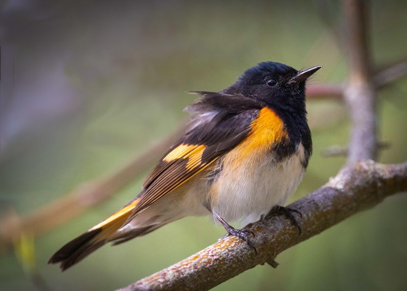 American Redstart