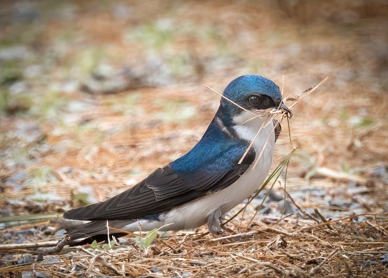 Tree Swallow