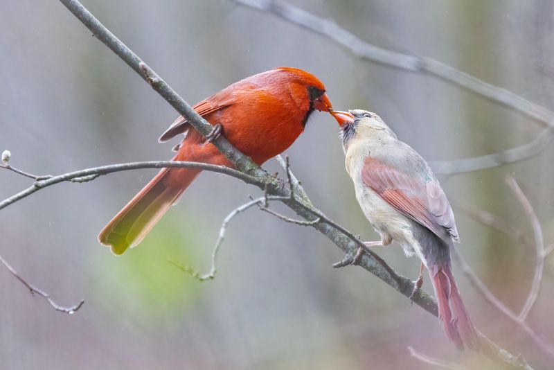 Northern Cardinals