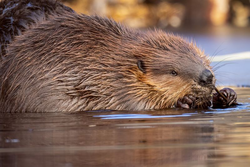 Beaver