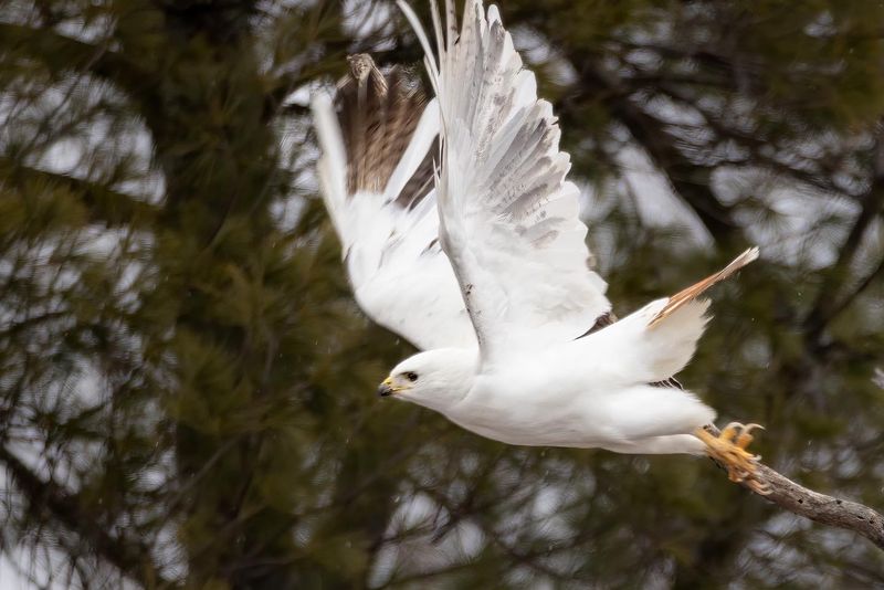 Leustic Red-tailed hawk