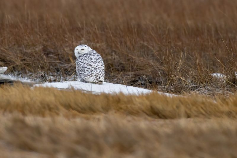 Snowy owl