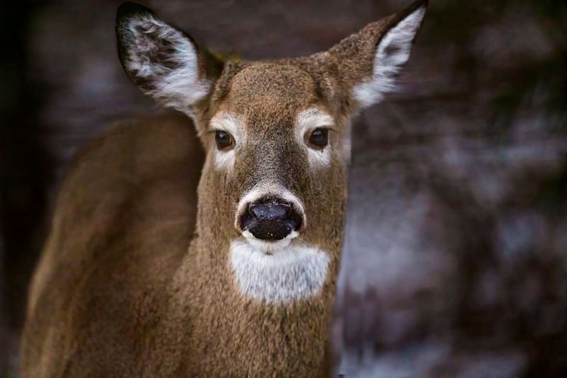 White-tailed deer