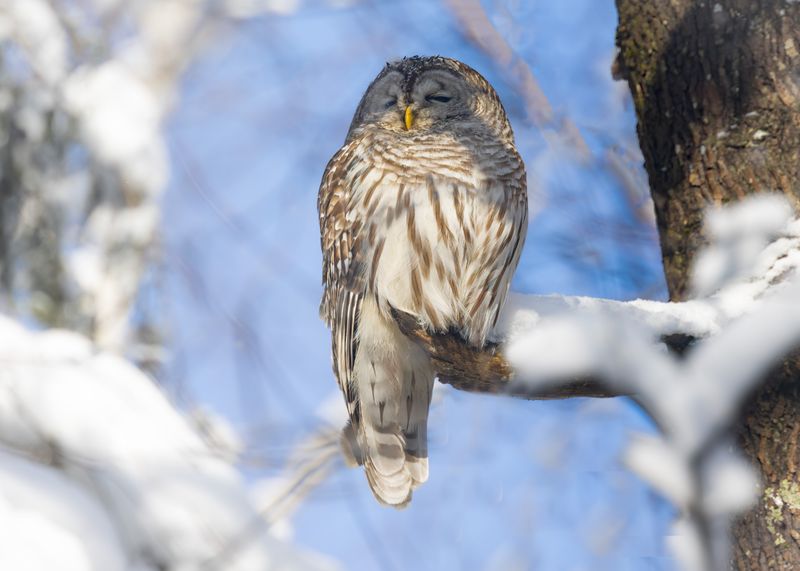 Barred Owl