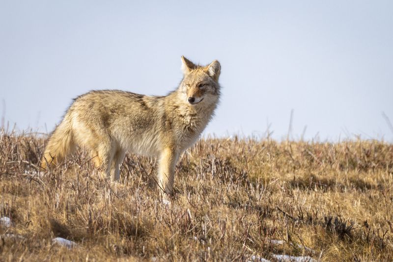 Eastern Coyote