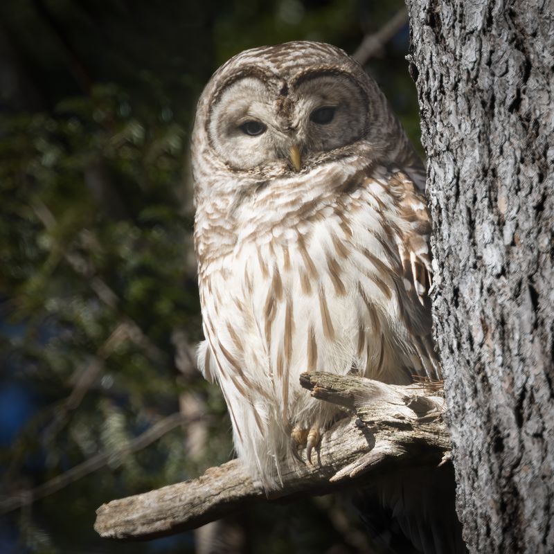 Barred owl