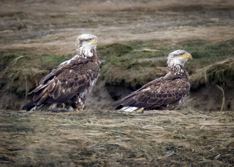 Bald Eagles