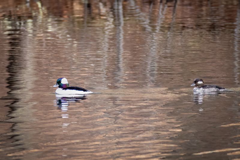 Buffleheads