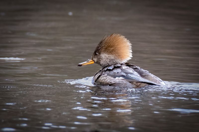 Hooded Merganser hen