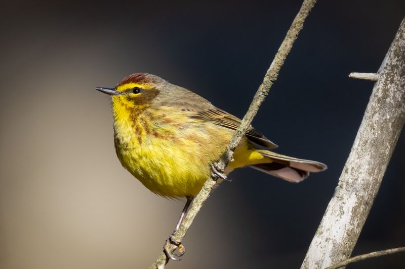 Palm Warbler