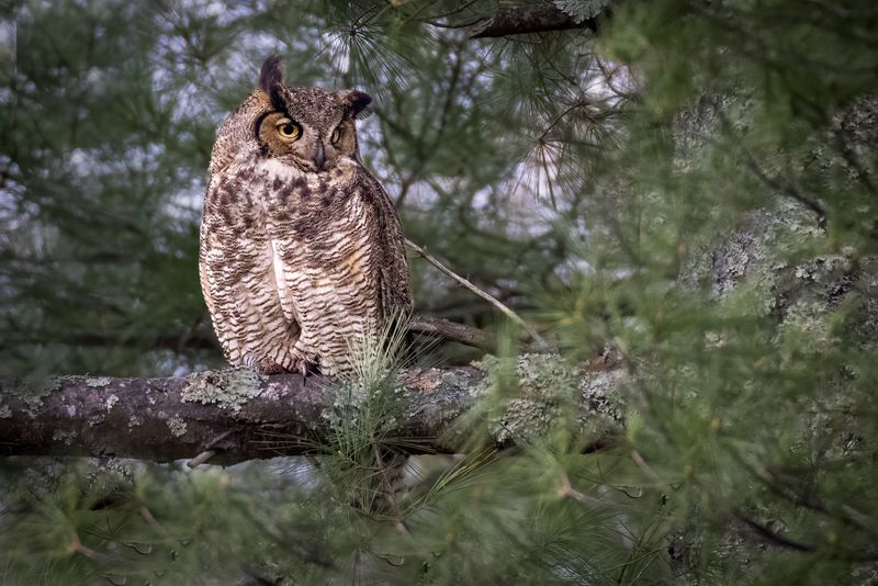 Great Horned Owl