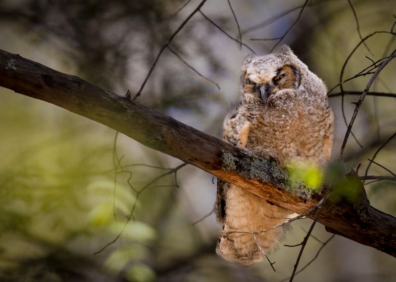 Owlet
