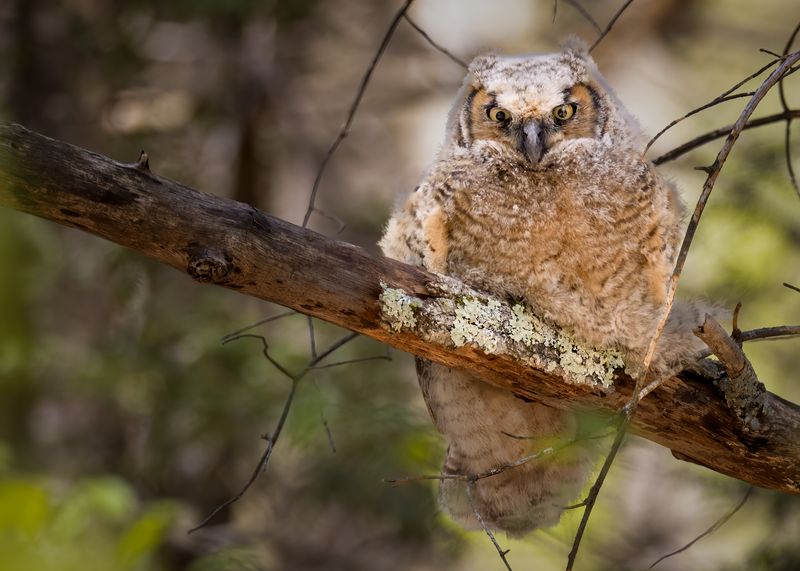 Owlet