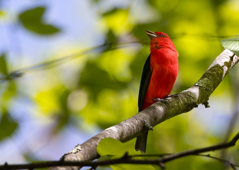 Scarlet Tanager