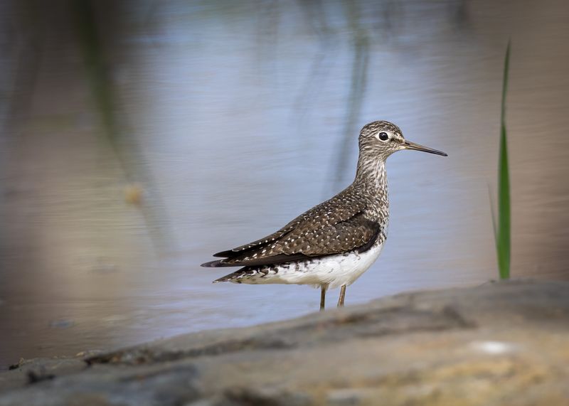 Solitairy Sandpiper