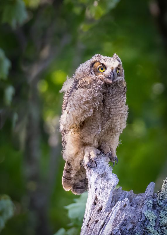 Great horned owlet