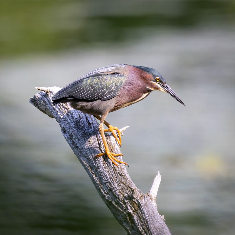 Green heron