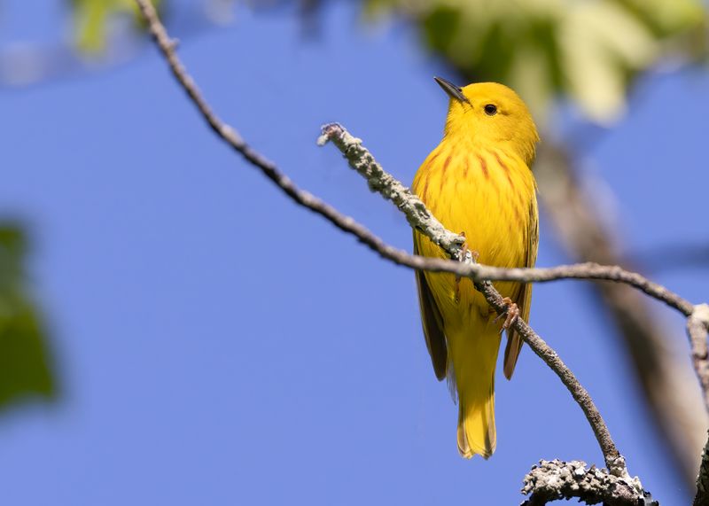 Yellow warbler