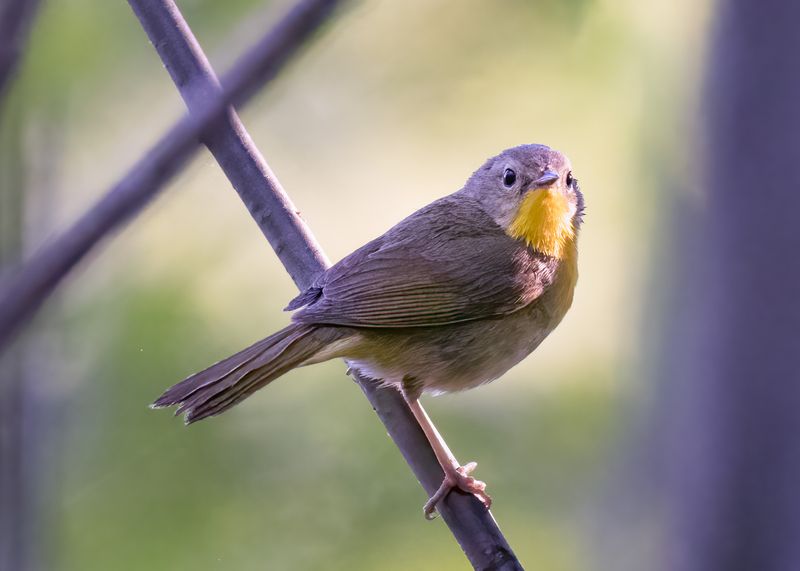Common yellowthroat