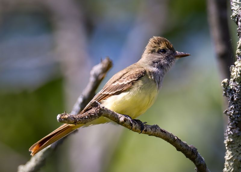 Great-crested Flycatcher