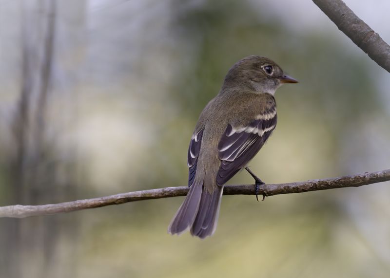 Least Flycatcher