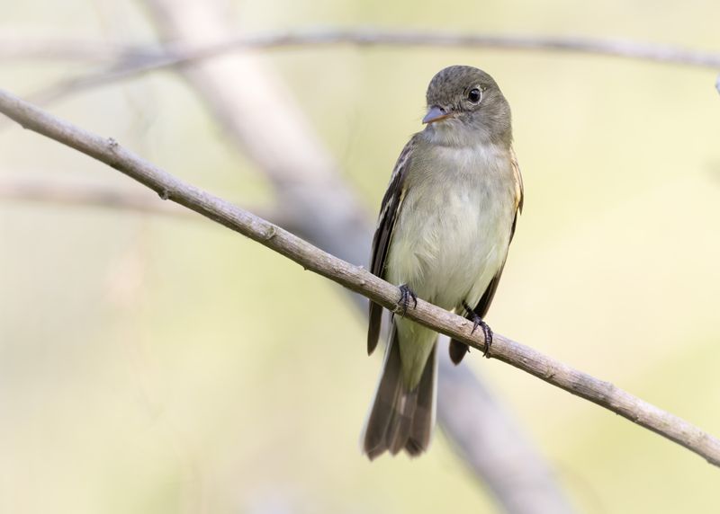 Least Flycatcher