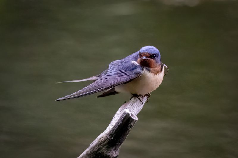 Barn Swallow