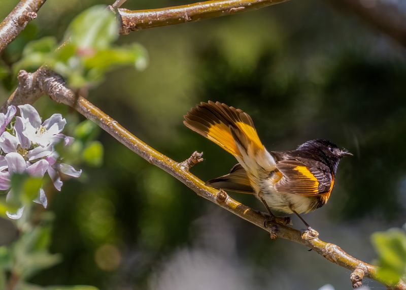 American Redstart