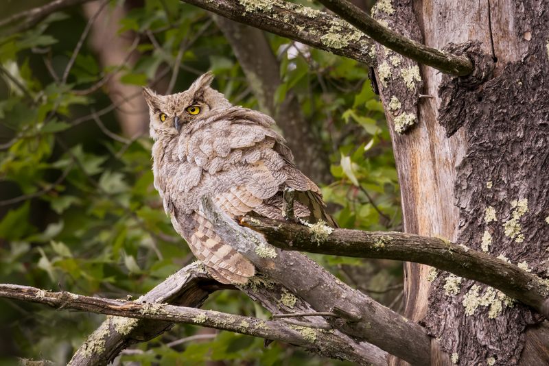 Great Horned Owl