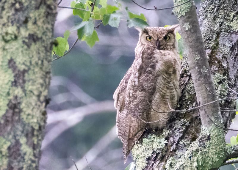 Great Horned Owl