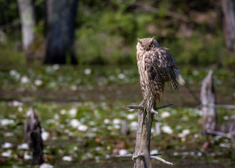 Great Horned Owl