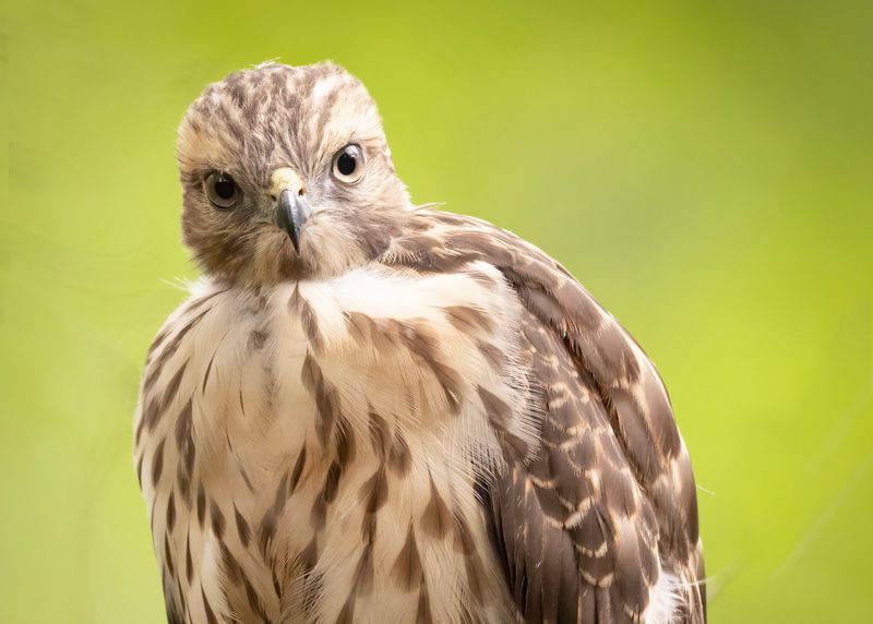 Juvenile Red-shouldered hawk
