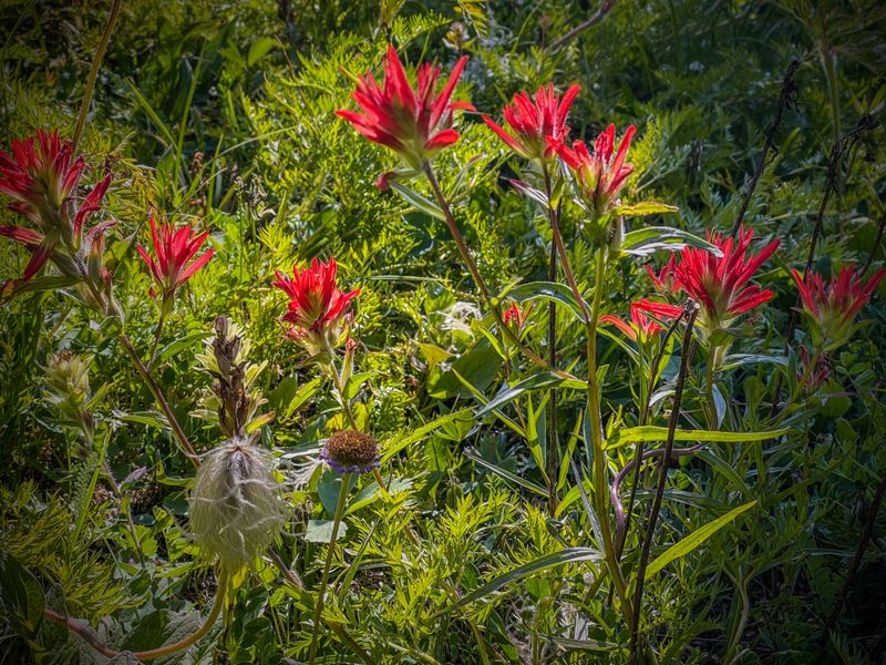 Indian paintbrush