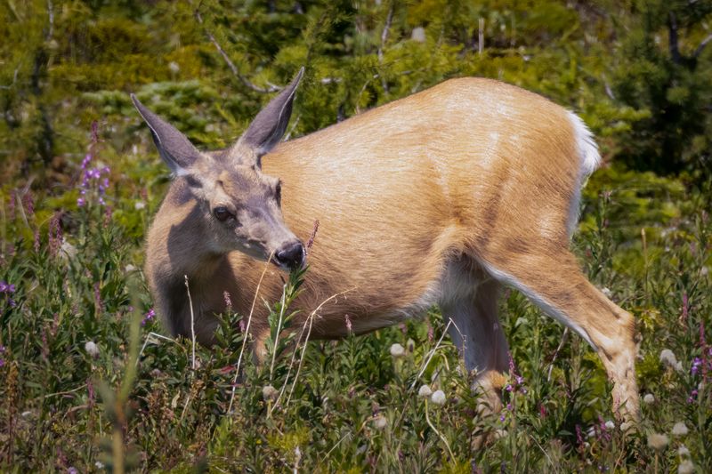 Mule deer