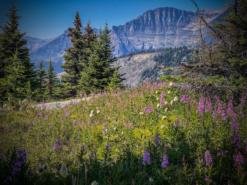Sunshine meadows