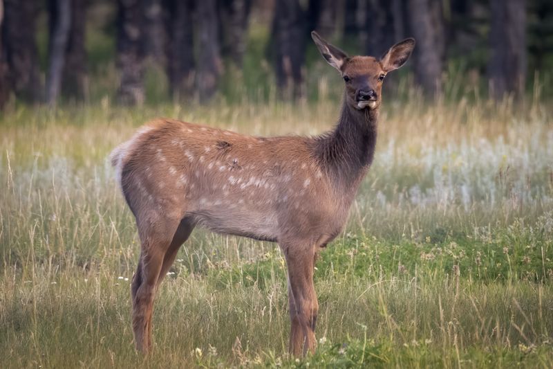 Elk