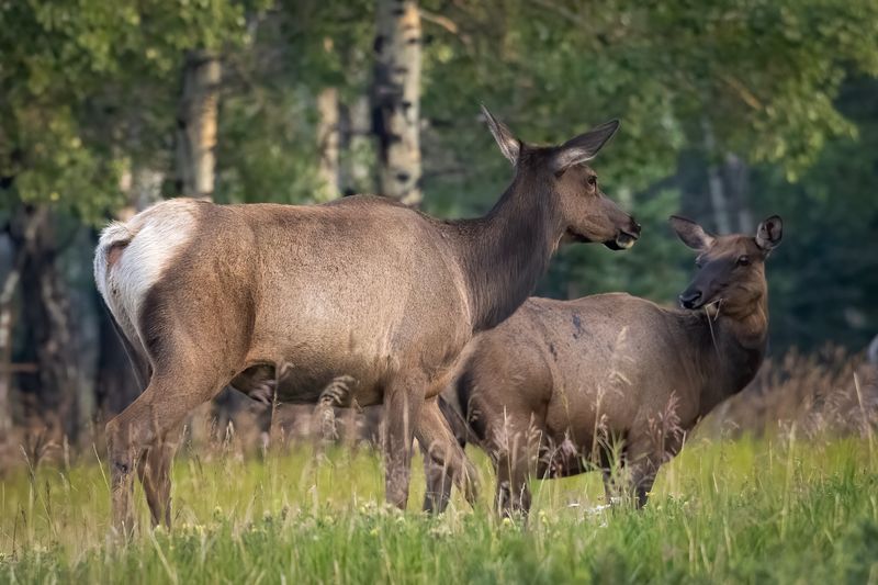 Elk