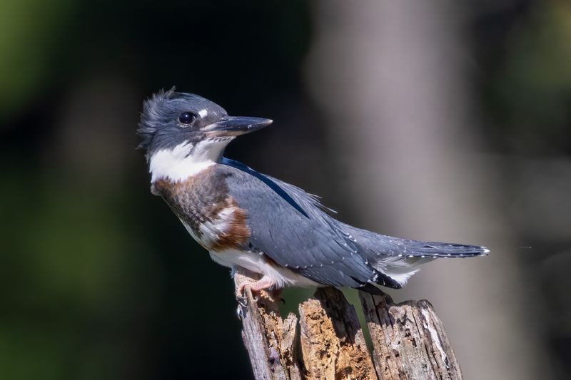 Belted Kingfisher (f)