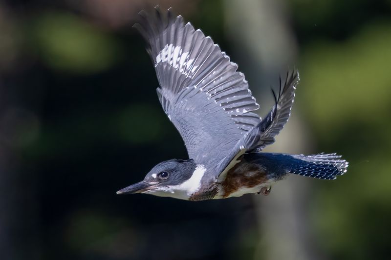 Belted Kingfisher (f)