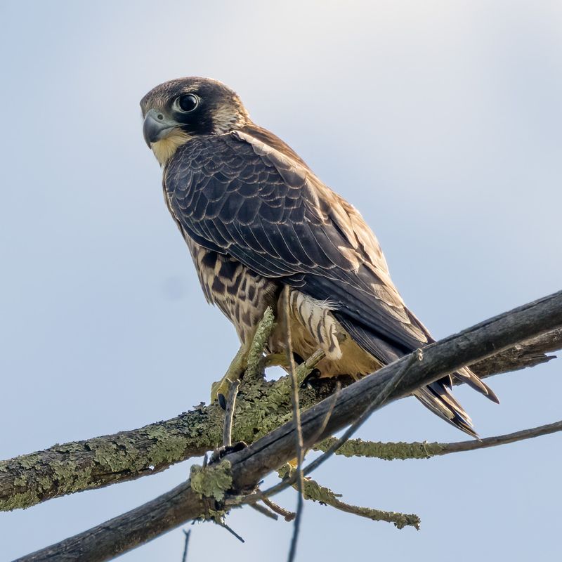 Peregrine Falcon