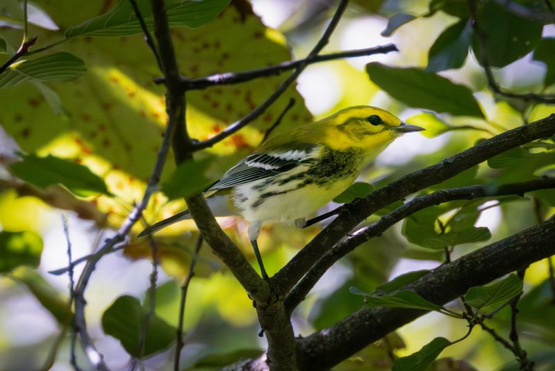 Black-throated green warbler
