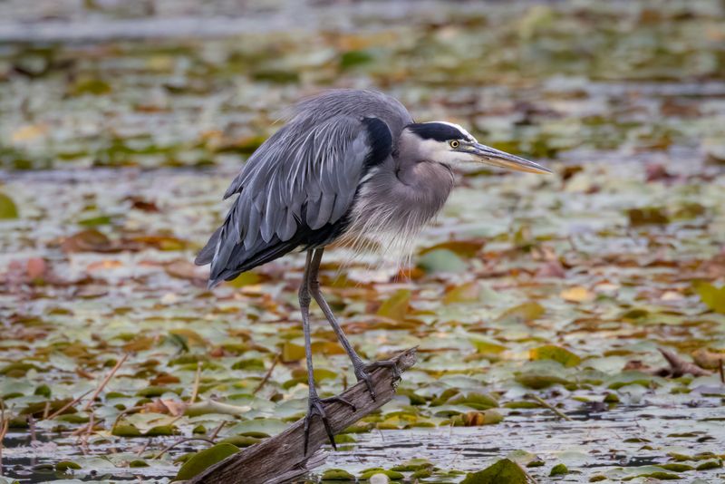 Great blue heron