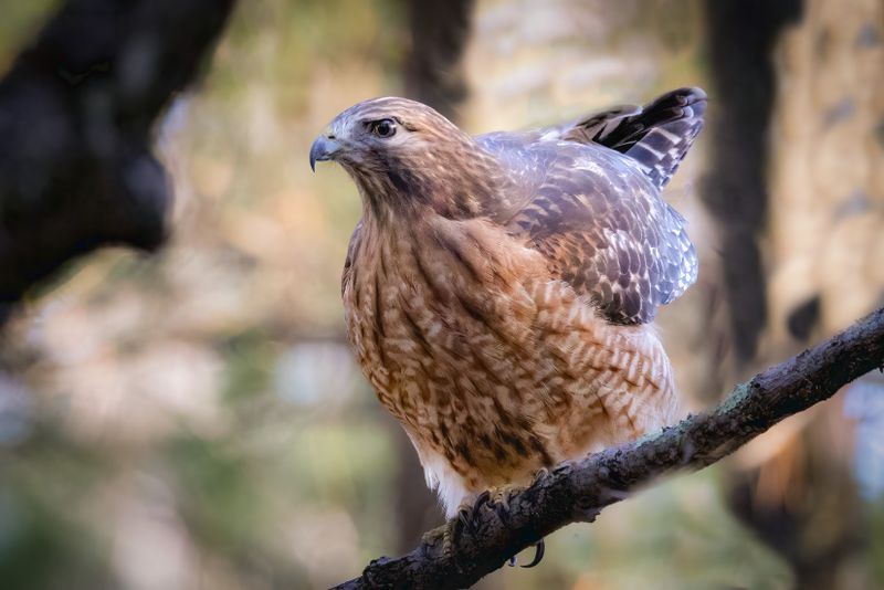 Red-shouldered hawk