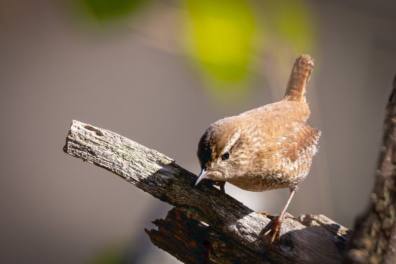 Winter Wren