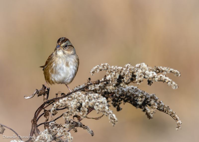 Swamp Sparrow