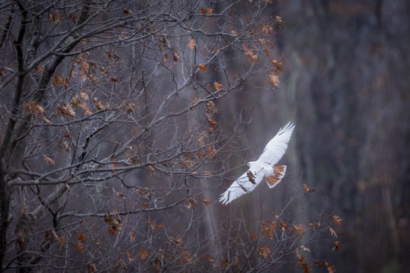  Red-tailed hawk (leucistic)