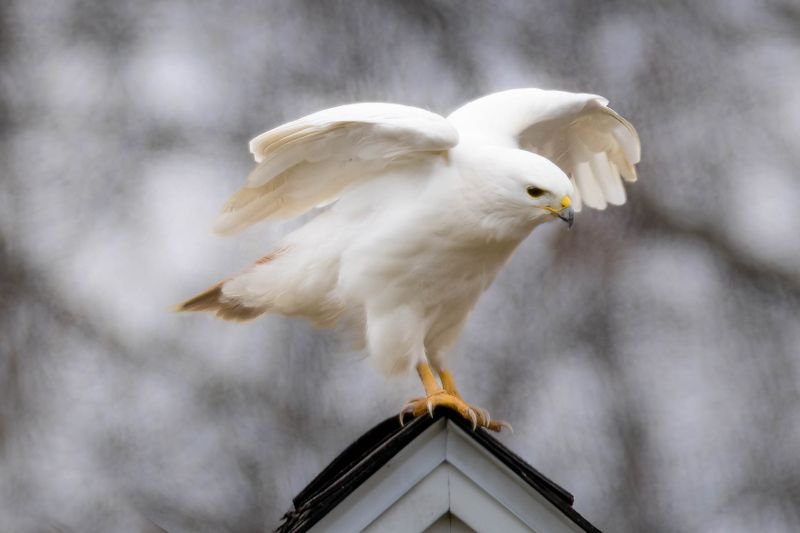  Red-tailed hawk (leucistic)