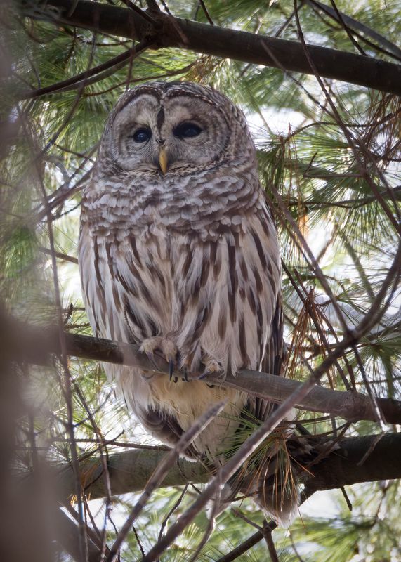 Barred owl