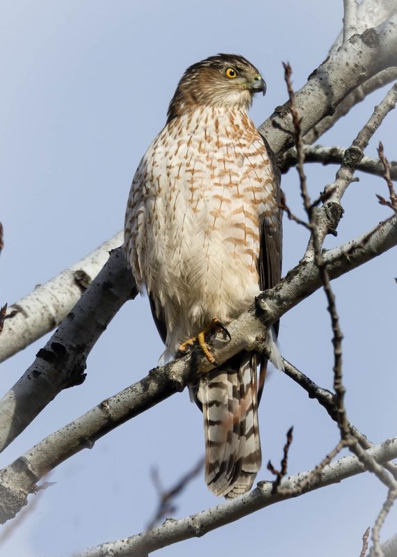 Coopers hawk